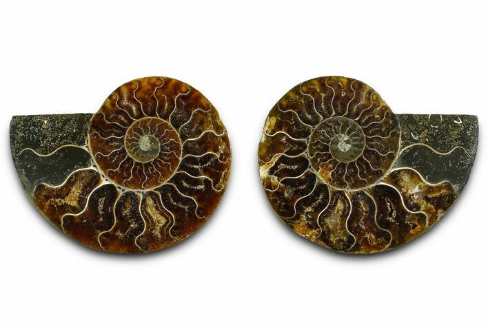 Cut & Polished Ammonite Fossil - Madagascar #377536